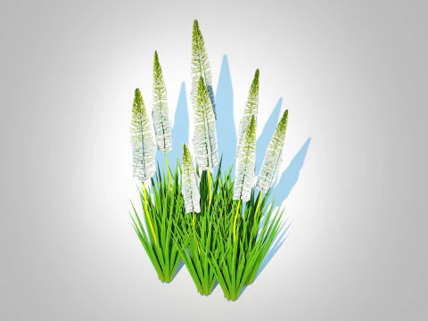 Eremurus - Foxtail Lily White 3D Model