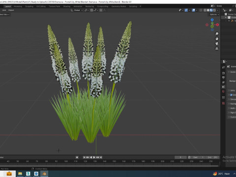 Eremurus - Foxtail Lily White 3D 모델