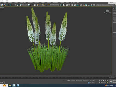 Eremurus - Foxtail Lily White 3D Model