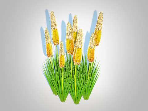 Eremurus - Foxtail Lily Yellow 3Dモデル