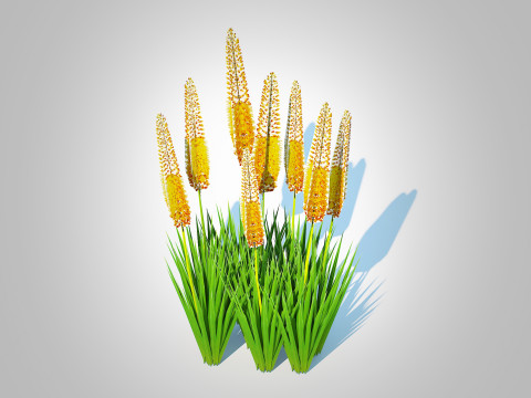 Eremurus - Foxtail Lily Yellow Modelo 3D