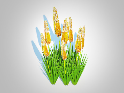 Eremurus - Foxtail Lily Yellow Modelo 3D