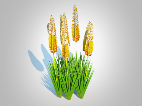 Eremurus - Foxtail Lily Yellow Modelo 3D