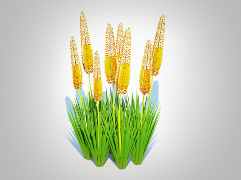 Eremurus - Foxtail Lily Yellow Modelo 3D
