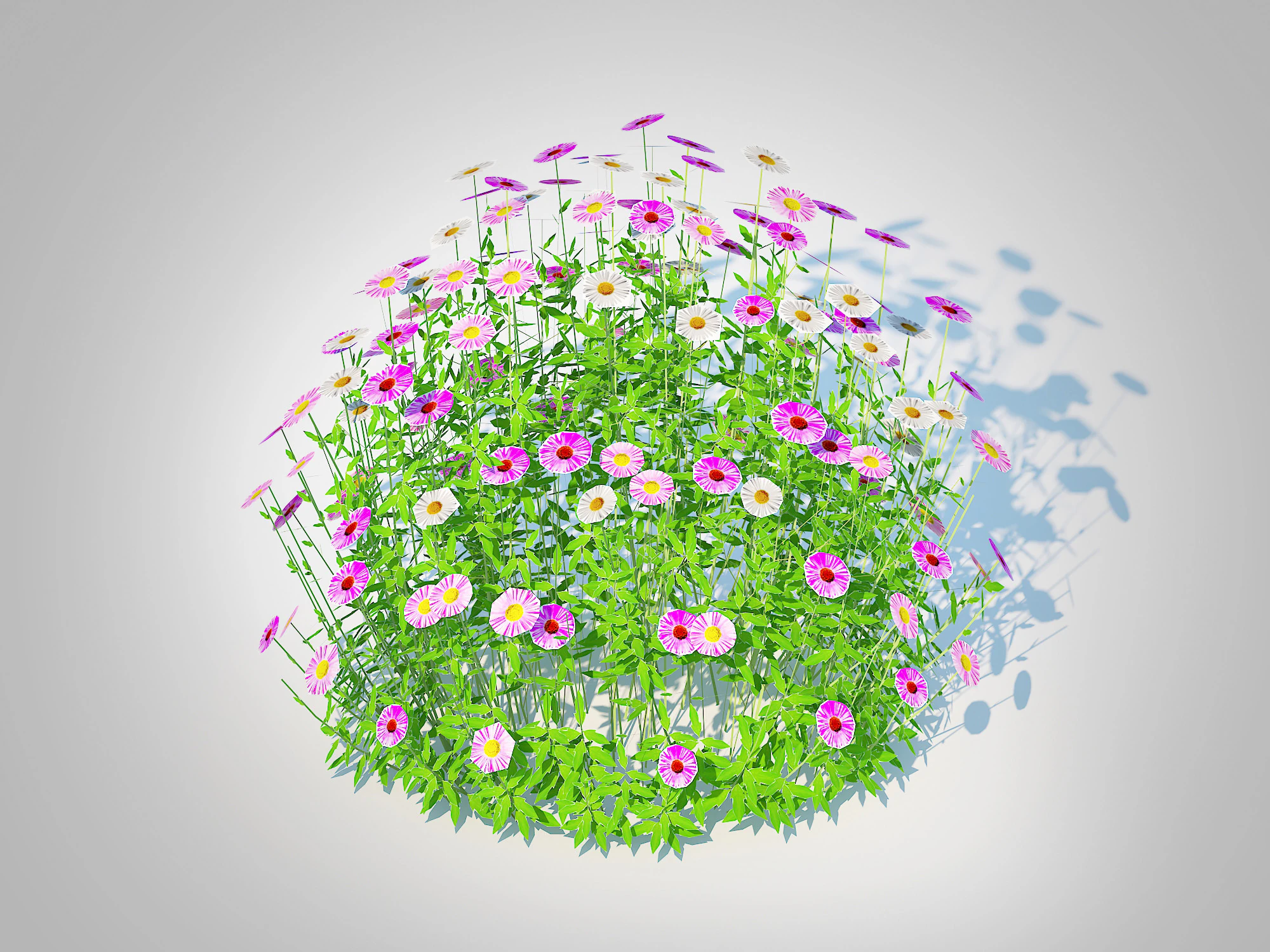 Erigeron karvinskianus 3D Model .c4d .max .obj .3ds .fbx .stl .blend 