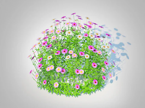 Erigeron karvinskianus Model 3D