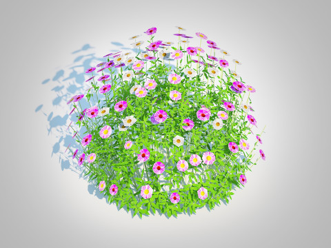 Erigeron karvinskianus 3D Model