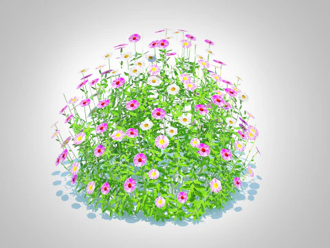 Erigeron karvinskianus 3D Model
