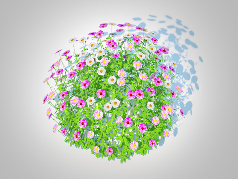 Erigeron karvinskianus 3D Model