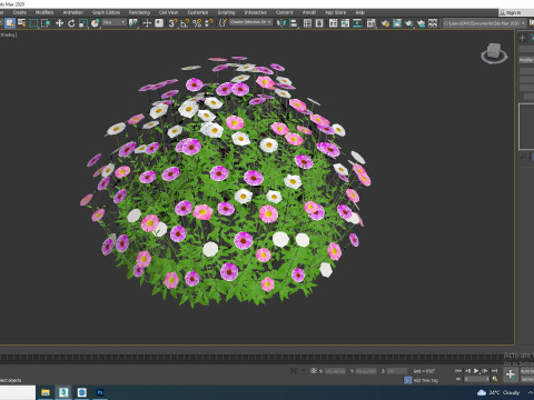 Erigeron karvinskianus 3D Model