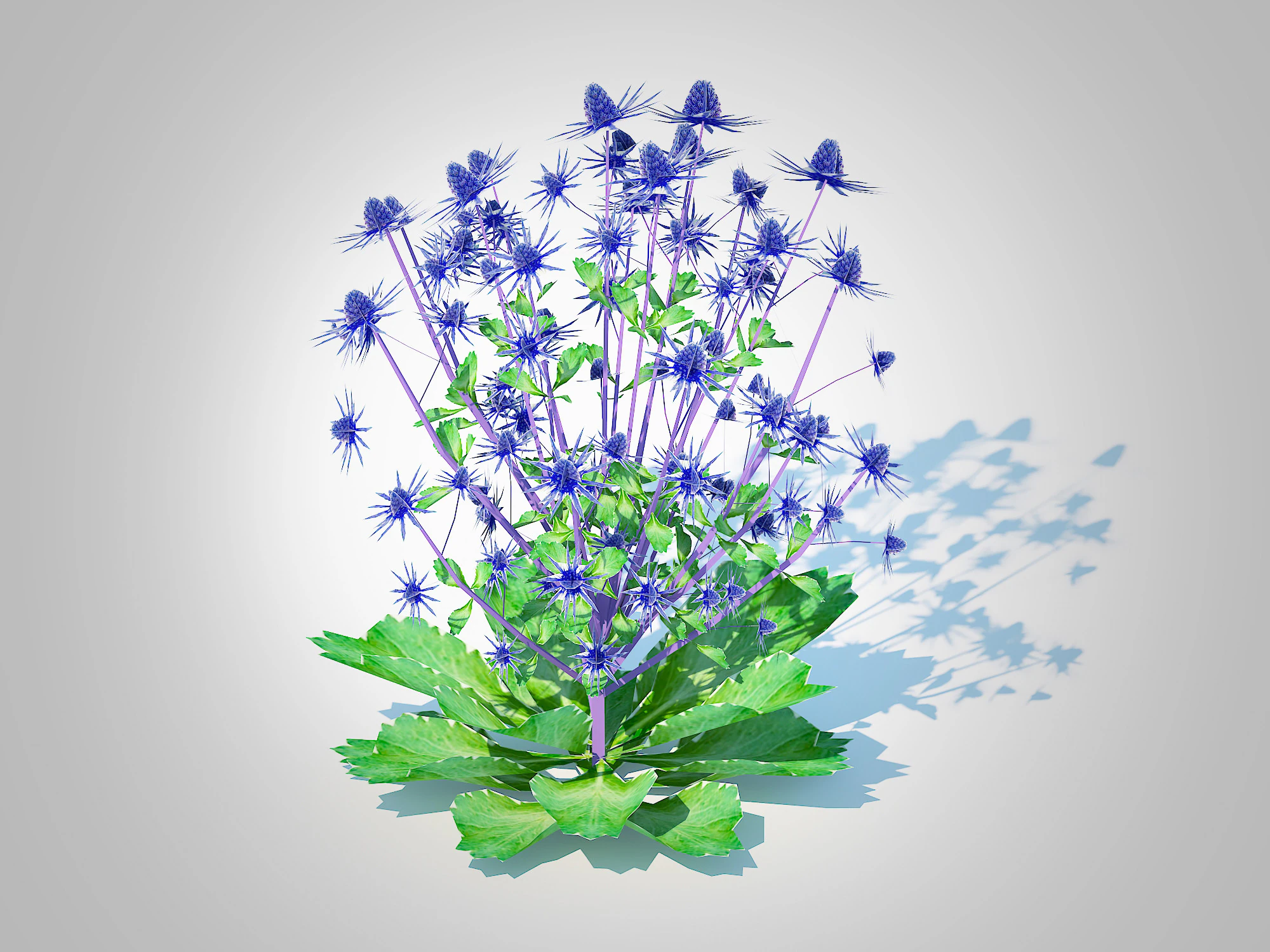 Eryngium planum - Sea Holly 3D Model .c4d .max .obj .3ds .fbx .stl .blend 
