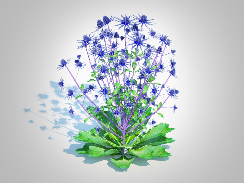 Eryngium planum - Sea Holly Modello 3D