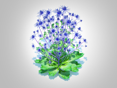 Eryngium planum - Sea Holly Modello 3D