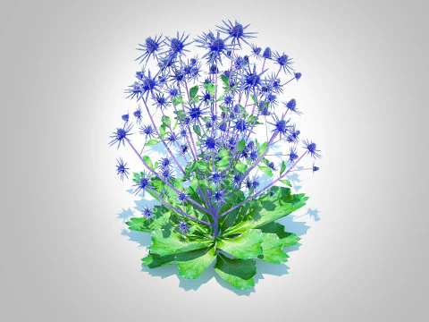 Eryngium planum - Sea Holly 3D Model