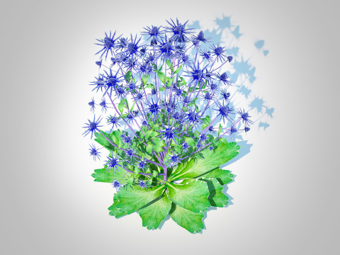 Eryngium planum - Sea Holly Modello 3D