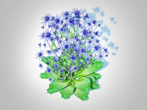 Eryngium planum - Sea Holly 3D Model