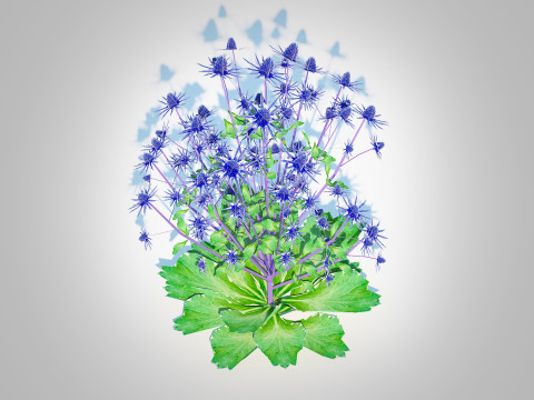 Eryngium planum - Sea Holly Modello 3D