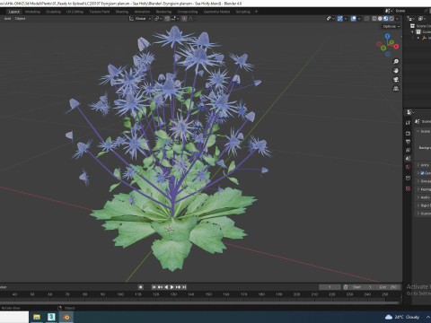 Eryngium planum - Sea Holly Modello 3D