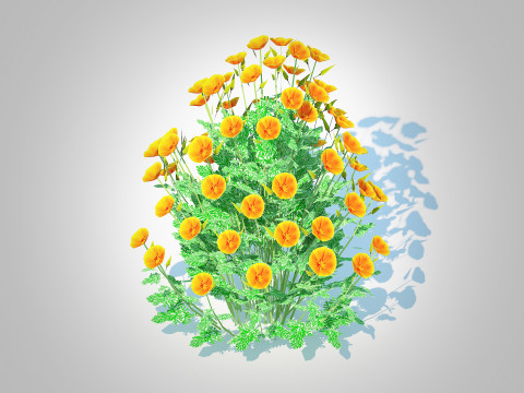 Eschscholzia californica - California poppy 3D Model