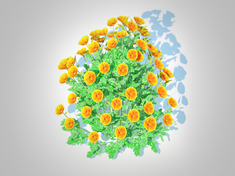 Eschscholzia californica - California poppy Model 3D