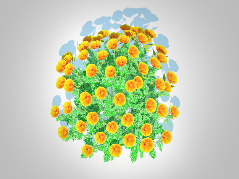 Eschscholzia californica - California poppy Model 3D