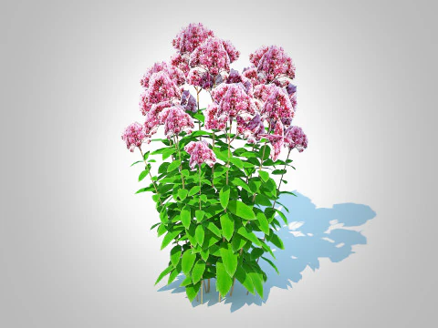 Eupatorium purpureum - Joe Pye Weed 3D Modell