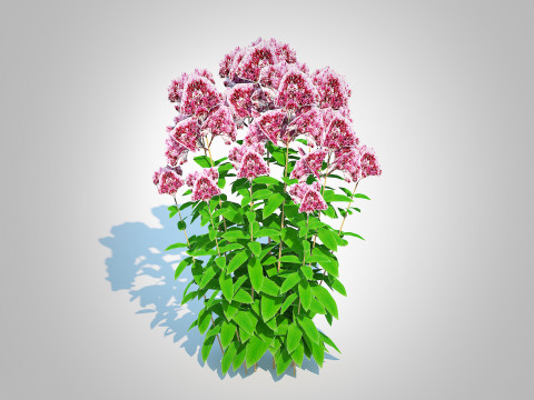 Eupatorium purpureum - Joe Pye Weed 3D Модель
