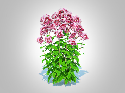 Eupatorium purpureum - Joe Pye Weed 3D Модель