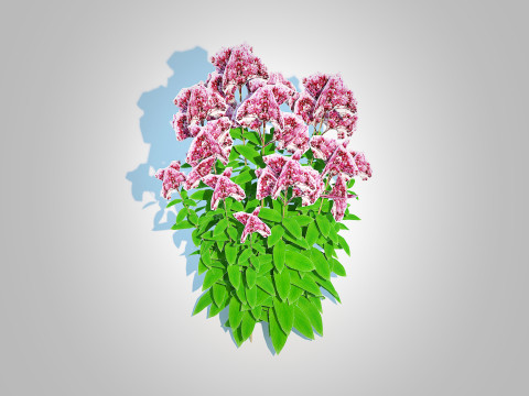 Eupatorium purpureum - Joe Pye Weed 3D Модель