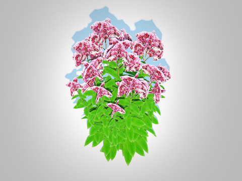 Eupatorium purpureum - Joe Pye Weed 3D Модель