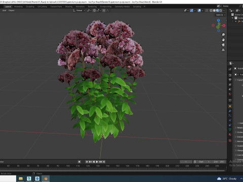 Eupatorium purpureum - Joe Pye Weed 3D Модель