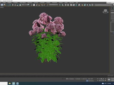 Eupatorium purpureum - Joe Pye Weed 3D Модель