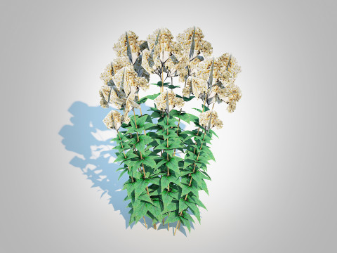 Eupatorium rugosum Chocolate - White Snakeroot 3D Model