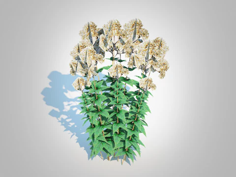 Eupatorium rugosum Chocolate - White Snakeroot 3D Model