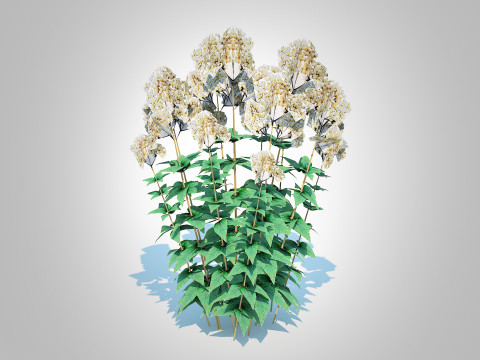Eupatorium rugosum Chocolate - White Snakeroot 3D Model