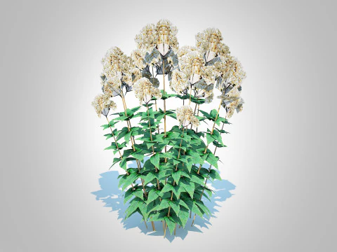 Eupatorium rugosum Chocolate - White Snakeroot 3D Model