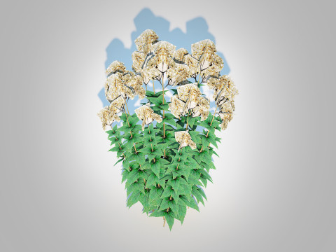 Eupatorium rugosum Chocolate - White Snakeroot 3D Model