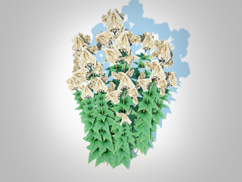 Eupatorium rugosum Chocolate - White Snakeroot 3D Model