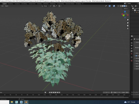 Eupatorium rugosum Chocolate - White Snakeroot 3D Model
