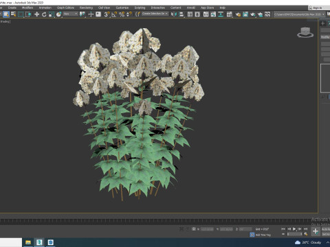 Eupatorium rugosum Chocolate - White Snakeroot 3D Model