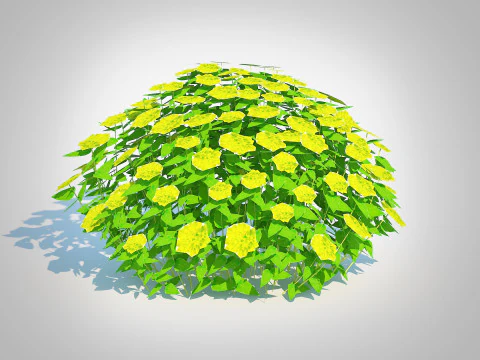 Euphorbia Spurge 3D Model