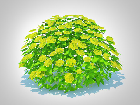Euphorbia Spurge 3D 模型