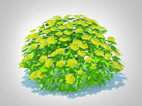 Euphorbia Spurge 3D Model