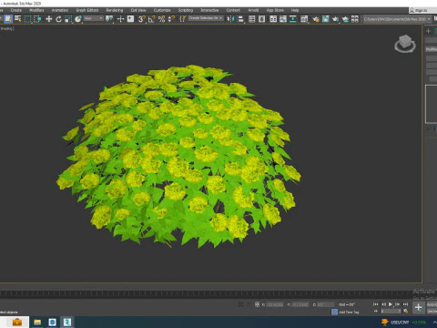 Euphorbia Spurge 3D Model