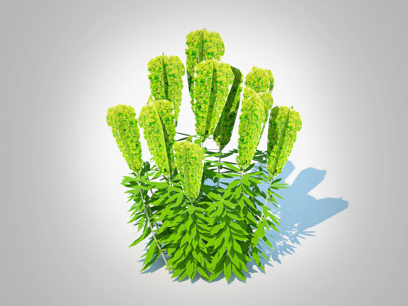 Euphorbia characias wulfenii - Evergreen Spurge 3D Model .c4d .max .obj .3ds .fbx .stl .blend 