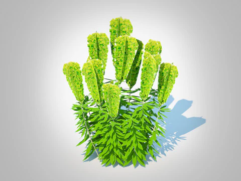 Euphorbia characias wulfenii - Wintergroene wolfsmelk 3D Model
