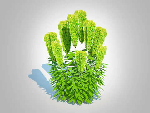 Euphorbia characias wulfenii - Evergreen Spurge 3D Model