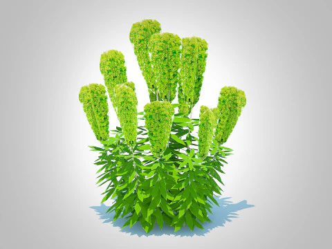 Euphorbia characias wulfenii - Evergreen Spurge 3D Model