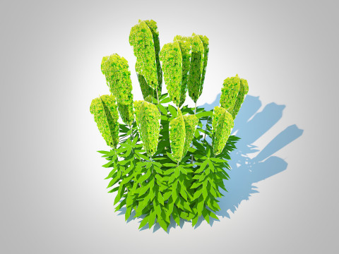 Euphorbia characias wulfenii - Evergreen Spurge Model 3D