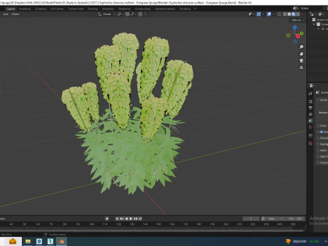Euphorbia characias wulfenii - Evergreen Spurge 3D Model